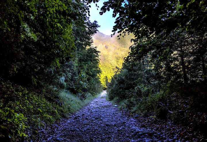 lybra cooperativa sociale Rete Verde